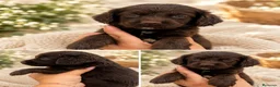 Labradoodle perros en venta: Labradoodle  - Anuncio 4