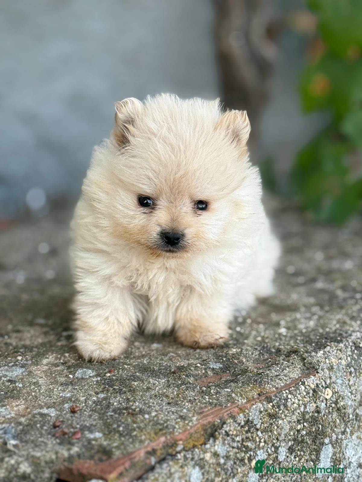 Yorkshire Terrier perros milcachorros.es disponemos casi todas las razas  - Anuncio 2