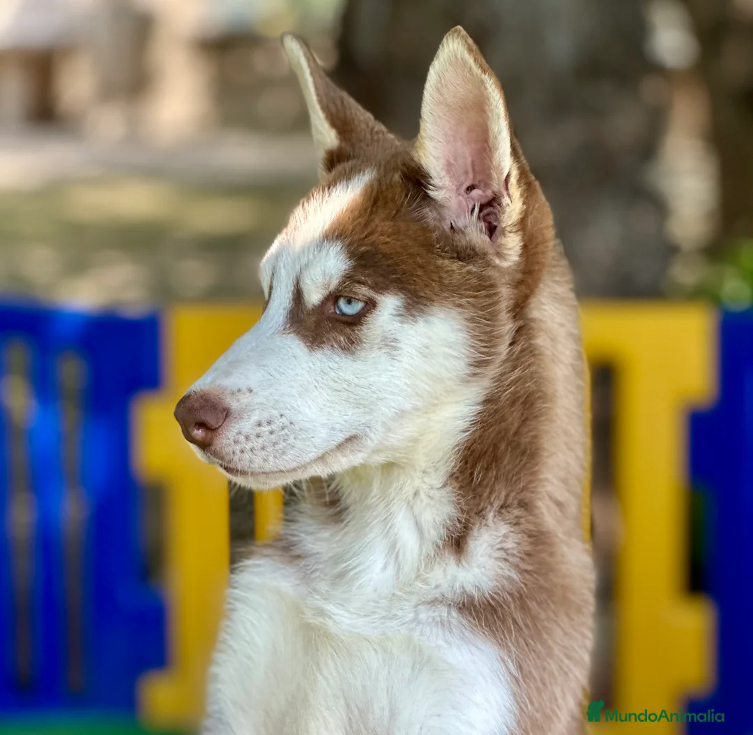 Husky Siberiano perros en venta: HUSKY SIBERIANO ÚLTIMOS CACHORROS ECONÓMICOS  en Barcelona - Anuncio 2