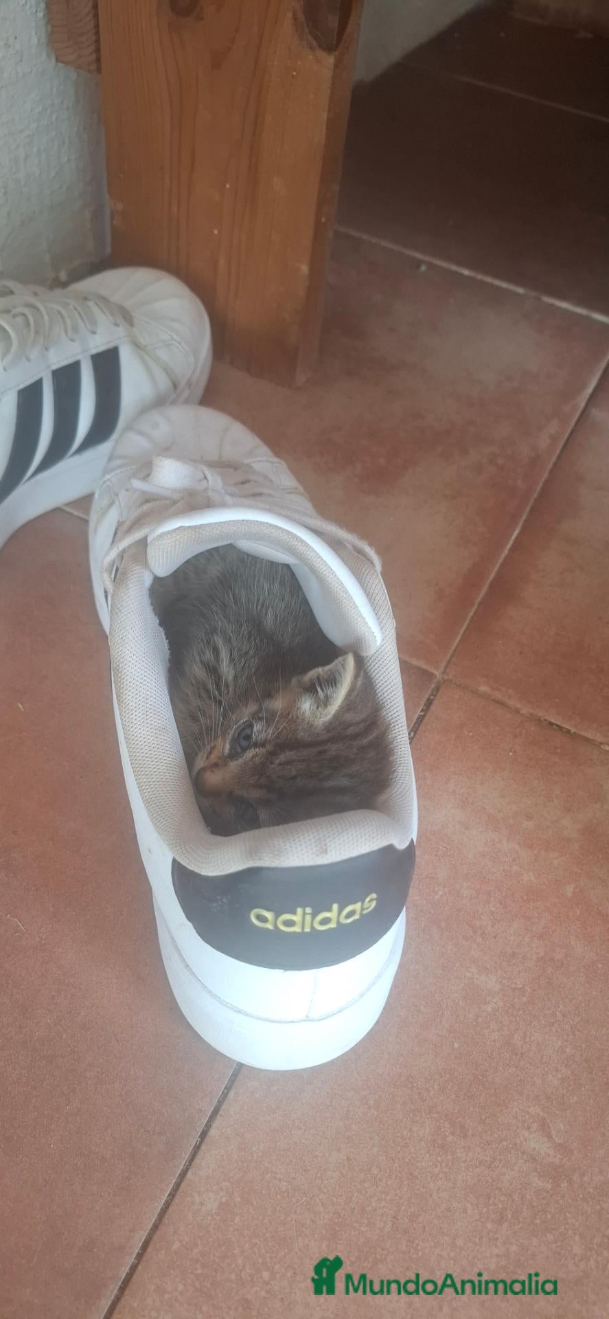 Raza Mixta gatos Gatitos europeos muy cariñosos - Anuncio 1