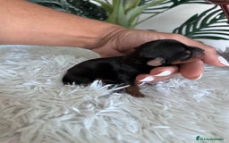 Yorkshire Terrier perros en venta: YORKSHIRE TERRIER MACHO  - Imagen 1