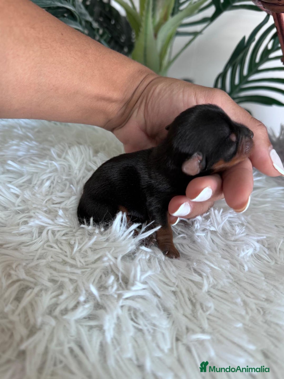 Yorkshire Terrier perros en venta: YORKSHIRE TERRIER MACHO  - Imagen 1