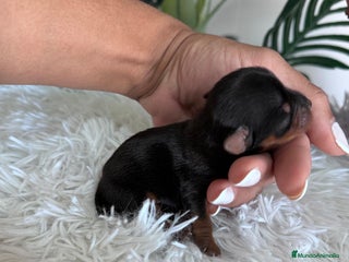 Yorkshire Terrier perros - Anuncio 7