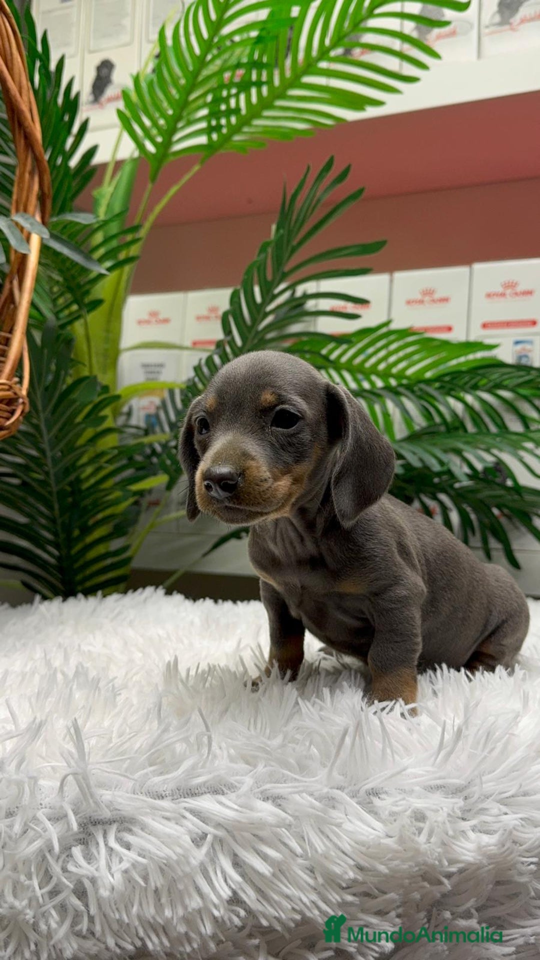 Teckel Miniatura perros en venta: TECKEL BLUE AND TAN - Anuncio 17