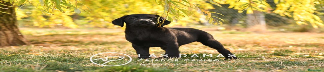 Labrador Retriever Macho color negro