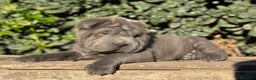 Shar Pei perros en venta: CACHORROS SHAR PEI en Málaga - Anuncio 1