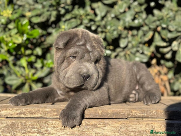Shar Pei perros CACHORROS SHAR PEI en Málaga - Anuncio 7