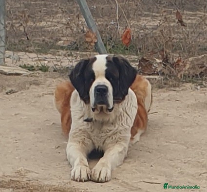 San Bernardo perros Cachorro de san bernardo con pedigree - Anuncio 1