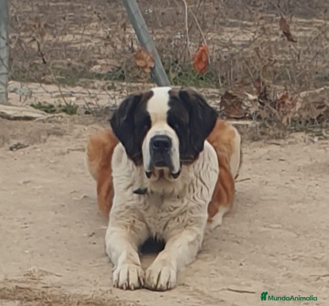 San Bernardo perros en venta: Cachorro de san bernardo con pedigree - Anuncio 1
