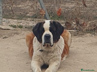 San Bernardo perros Cachorro de san bernardo con pedigree - Anuncio 1
