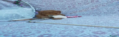 Caniche Toy Cachorro 2