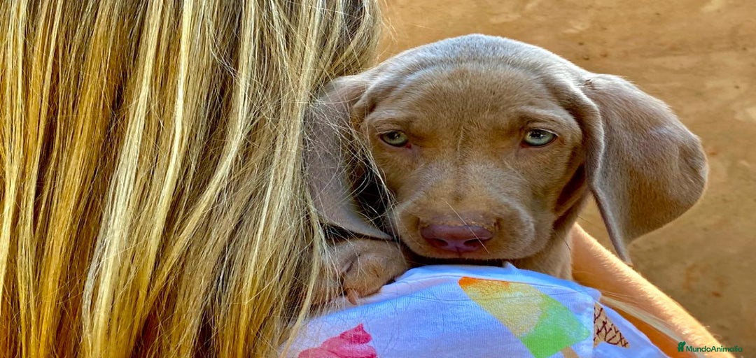 Imagen de galería {{count}}