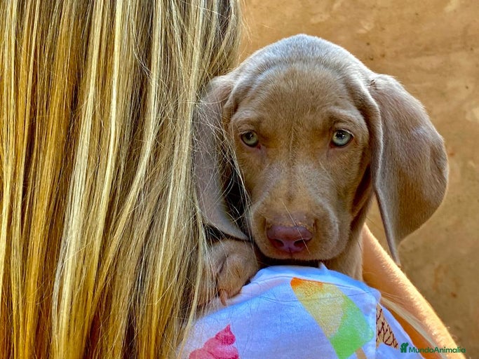 Imagen de galería {{count}}