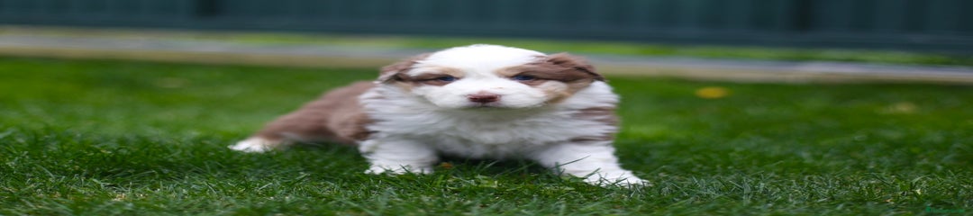 Hembra rojo tricolor 1