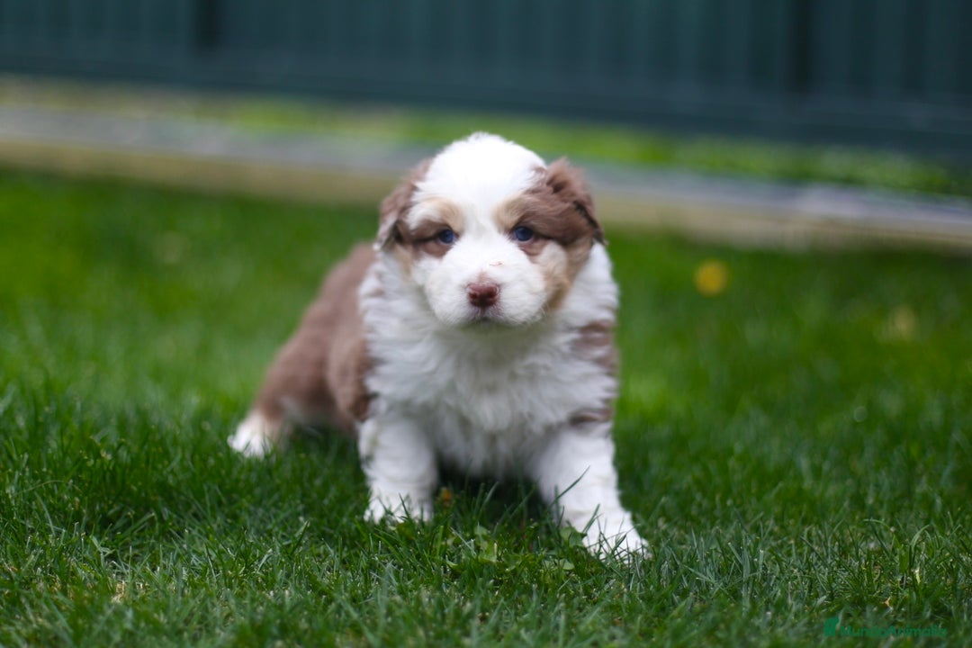 Pastor Australiano perros en venta: Cachorros de Pastor Australiano - Anuncio 6