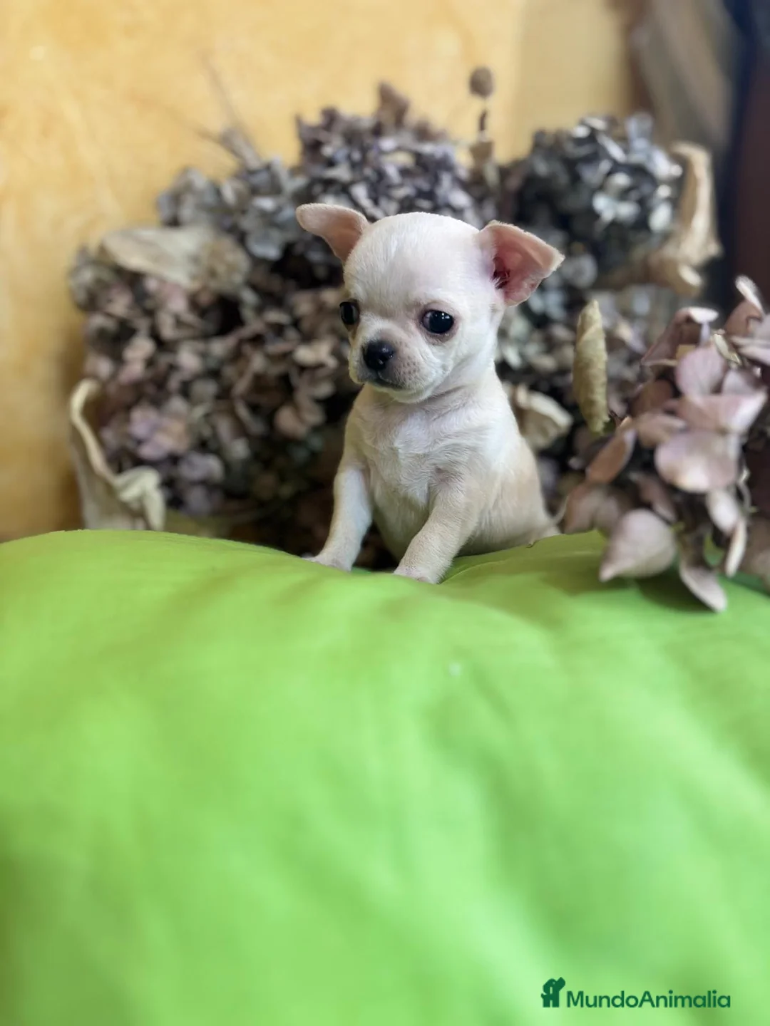 Chihuahua perros en venta: Chihuahua toy macho disponible !! - Anuncio 3