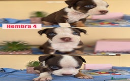 American Staffordshire-Terrier perros en venta: American Stafford  - Imagen 7