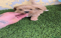 Maltipoo perros en venta: MALTIPO CALIDAD Y SELECCIÓN  - Imagen 2