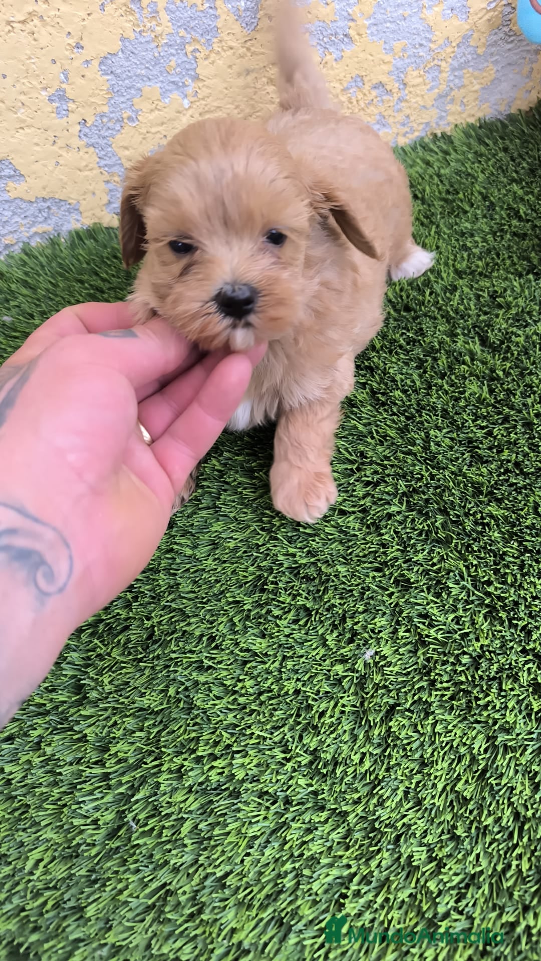 Maltipoo perros en venta: MALTIPO CALIDAD Y SELECCIÓN  - Imagen 2