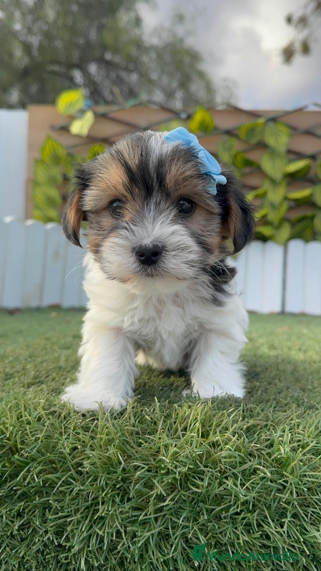 Yorkshire Terrier perros en venta: YORKSHIRE BIEWER - Anuncio 11