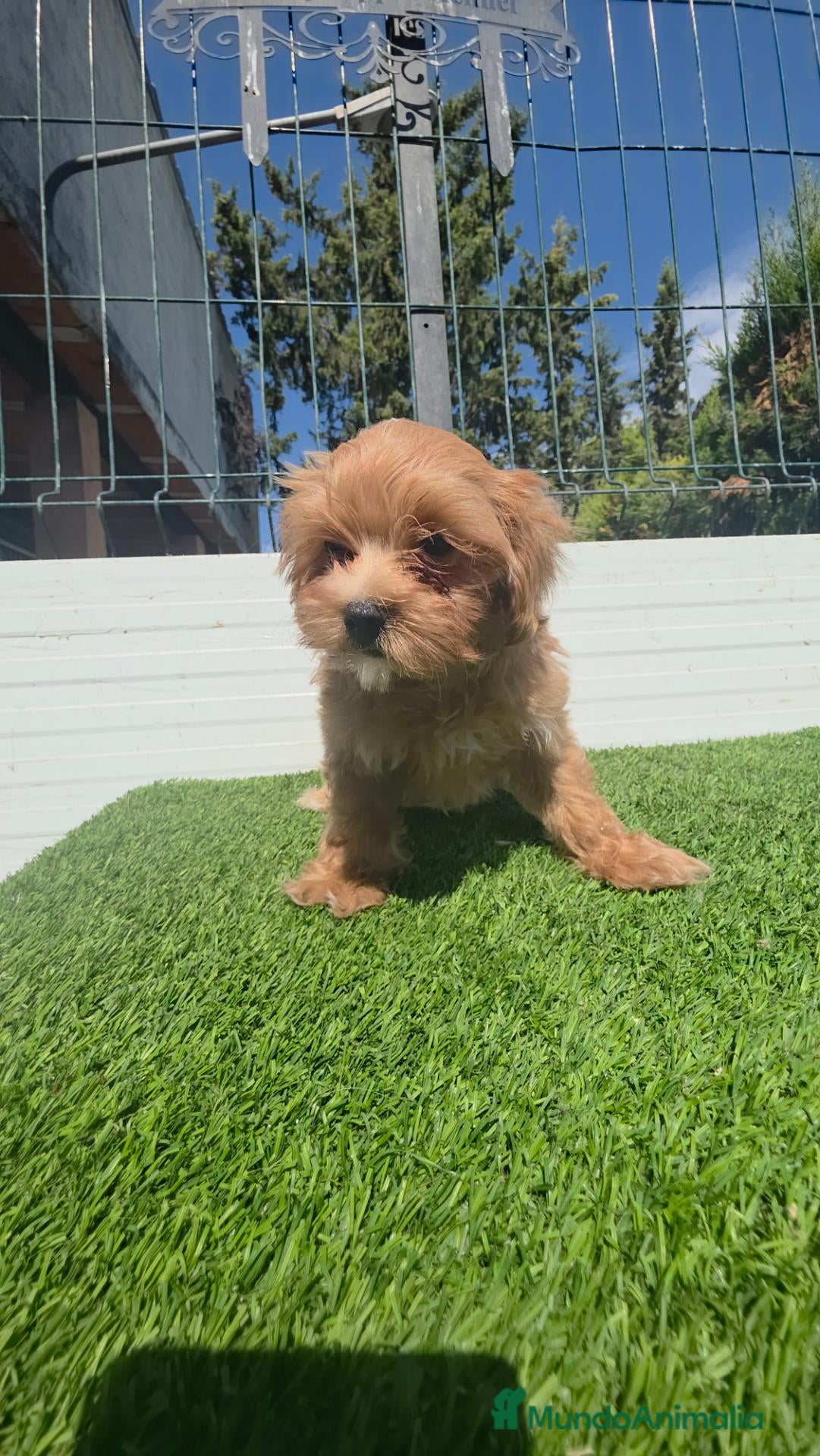 Maltipoo perros Maltipoo 604370339  - Anuncio 2