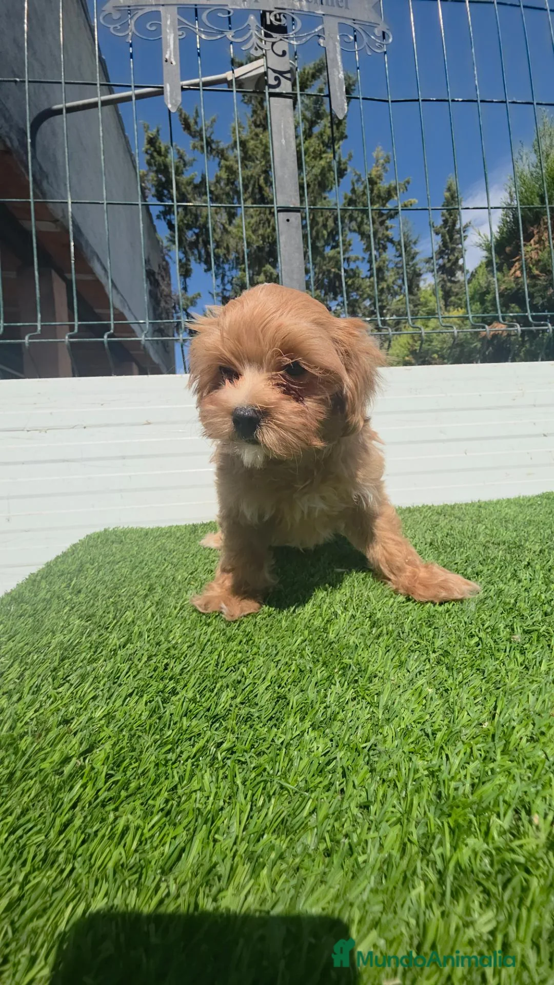 Maltipoo perros en venta: Maltipoo 604370339  - Anuncio 1