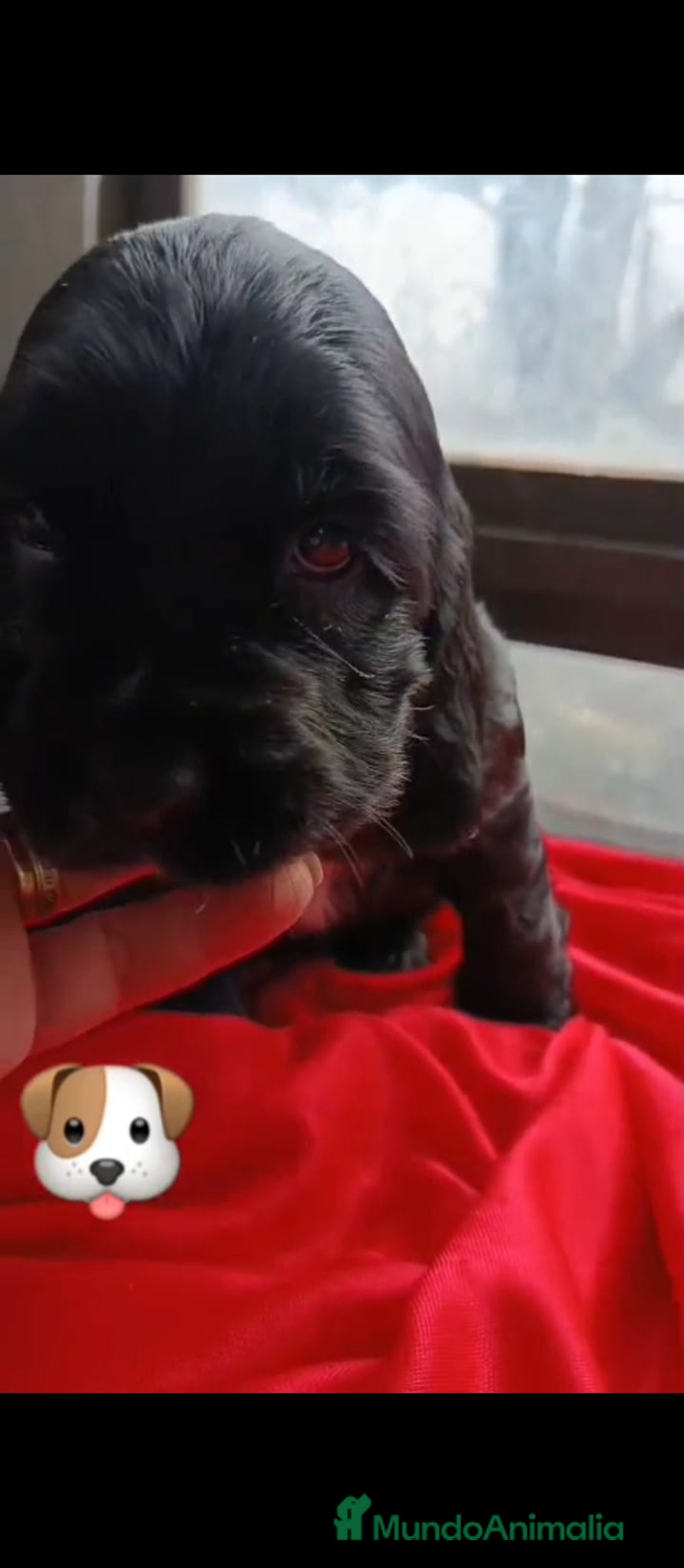 Cocker Spaniel Inglés perros en venta: Última hembra de cocker Spaniel!! - Anuncio 1