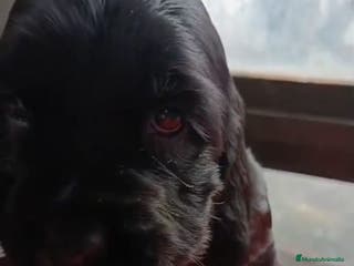 Cocker Spaniel Inglés perros Última hembra de cocker Spaniel!! - Anuncio 2