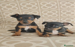Pinscher Miniatura perros en venta: Mini pinche merle  - Imagen 4