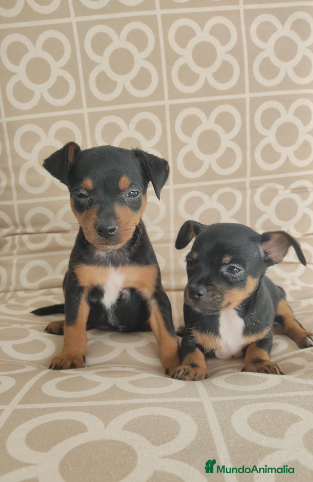 Pinscher Miniatura perros en venta: Mini pinche merle  - Imagen 4