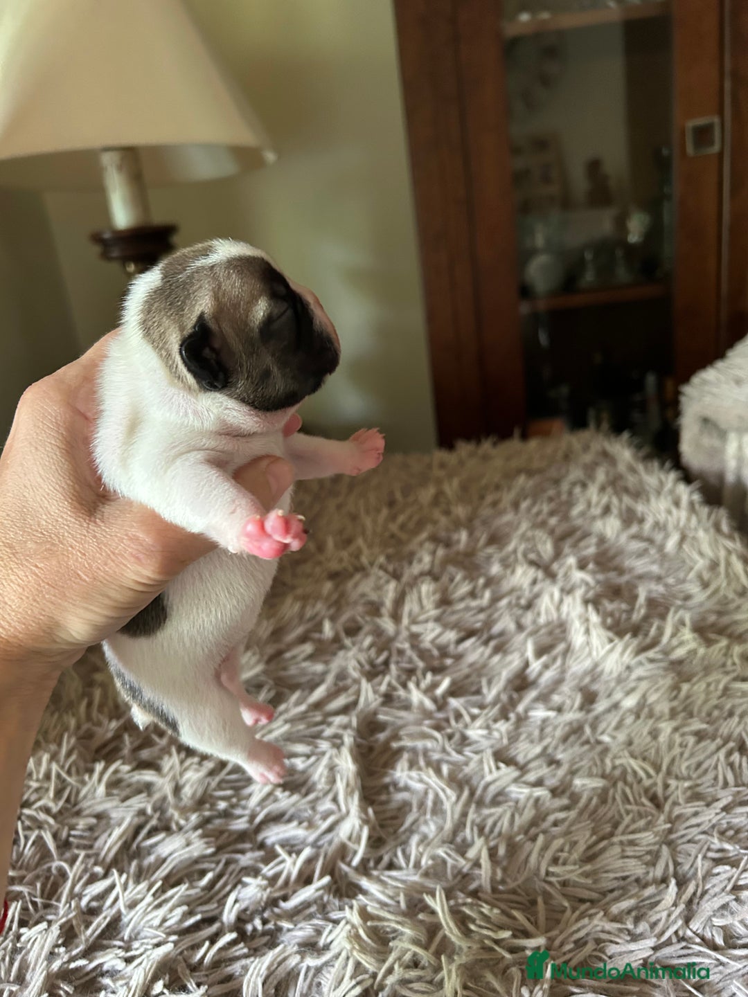 Bulldog Francés perros en venta: Bulldog francés  - Imagen 8
