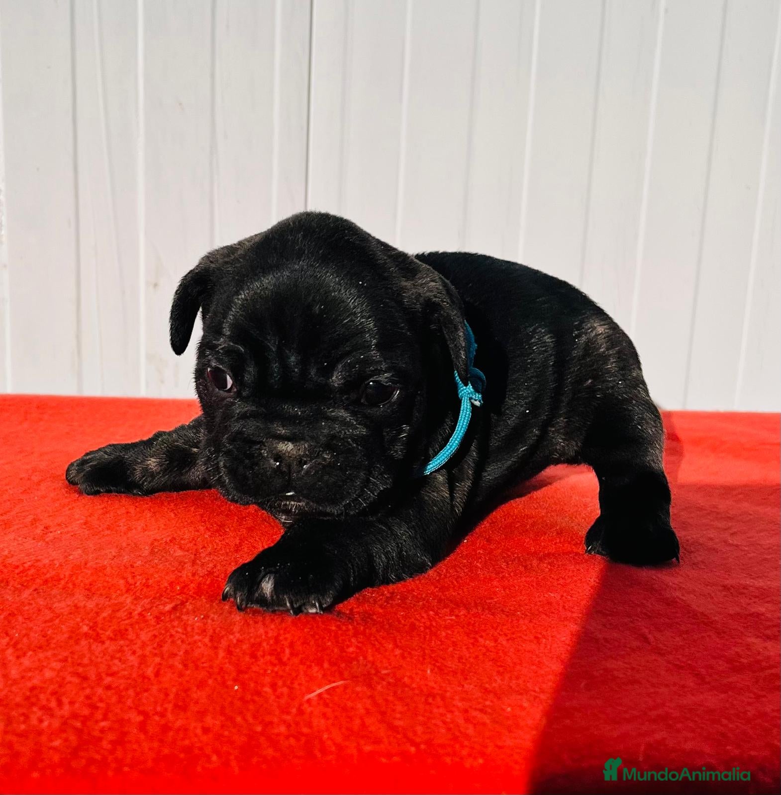 Bulldog Francés perros Bulldog francés macho  - Anuncio 3