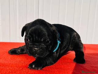 Bulldog Francés perros Bulldog francés macho - Anuncio 27