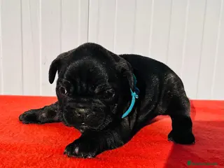 Bulldog Francés perros Bulldog francés macho - Anuncio 30