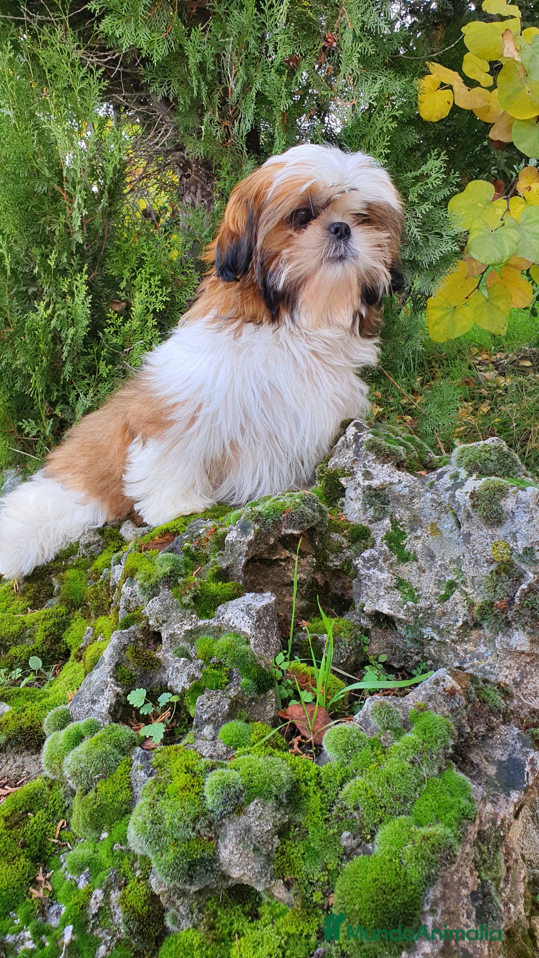 Shih Tzu perros en venta: Shih Tzu Macho 5 meses disponible  - Imagen 5