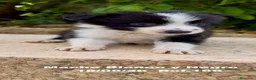 Border Collie perros en venta: BORDER COLLIE DE VILLA BIZNAGA - Anuncio 9