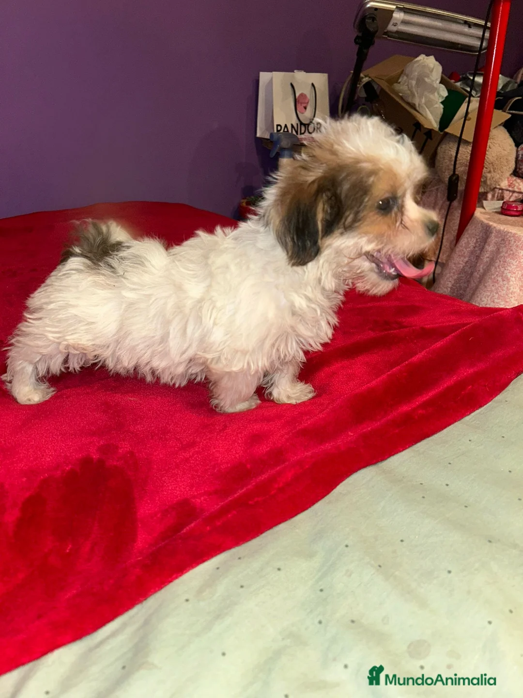 Morkie perros en venta: Morkie toy - Anuncio 4