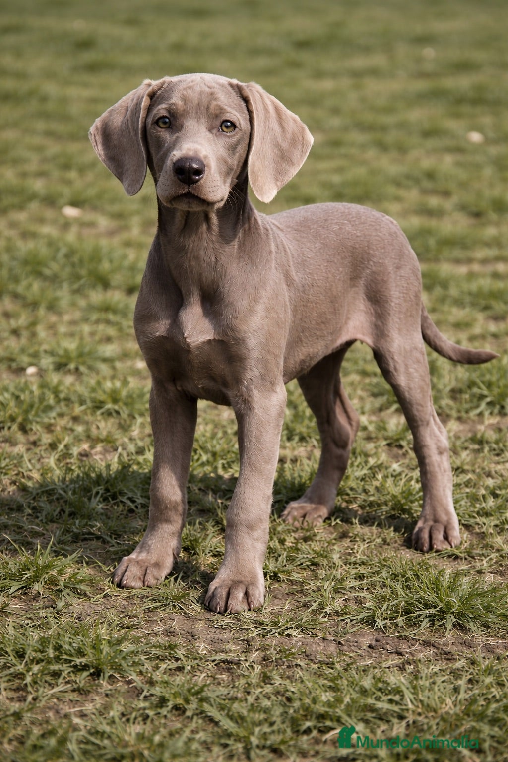 Weimaraner perros Braco de weimar  - Anuncio 1