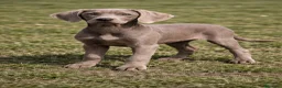Weimaraner perros en venta: Braco de weimar  en Madrid - Anuncio 1