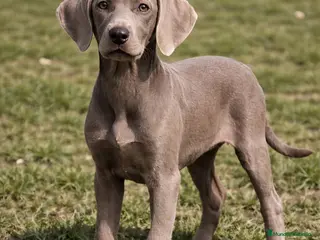 Weimaraner perros Braco de weimar - Anuncio 1