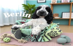 Cocker Spaniel Inglés perros en venta: Cariñosos y juguetones cocker inglés  - Imagen 4