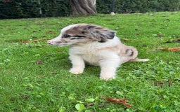Border Collie perros en venta: Border collie Red Merle - Imagen 2