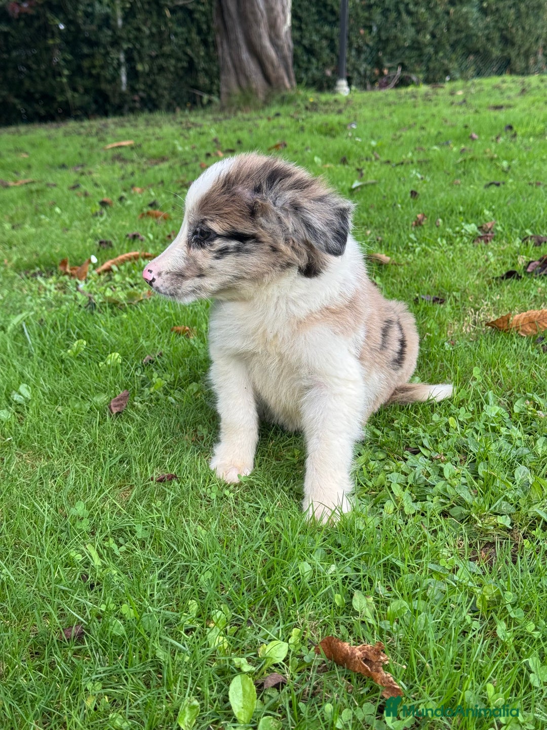 Border Collie perros en venta: Border collie Red Merle - Imagen 2