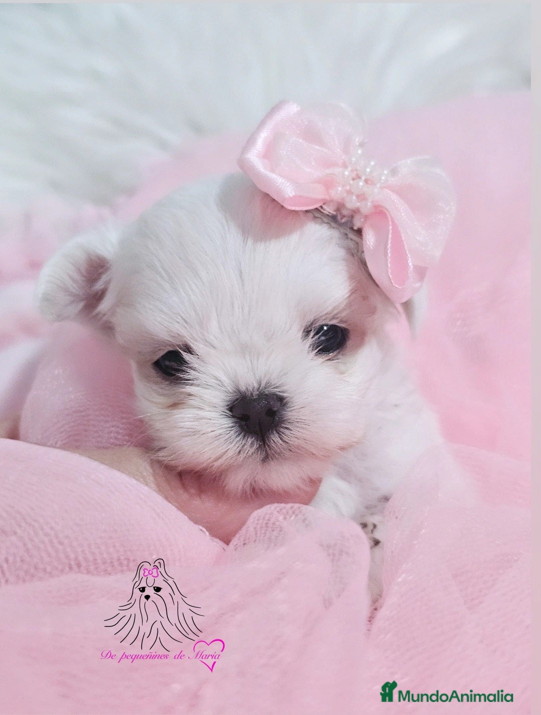 Bichón Maltés perros en venta: BICHON MALTES COREANO MINIATURA  - Anuncio 1