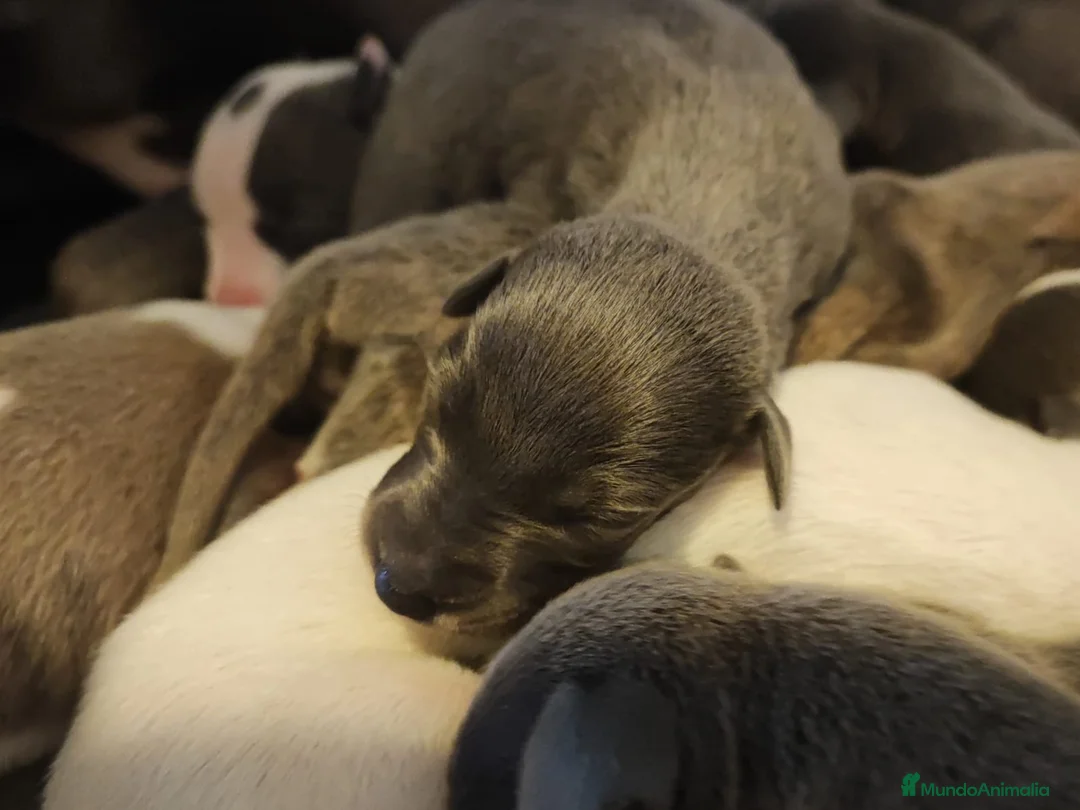 Whippet perros en venta: WHIPPET EXÓTICOS - Anuncio 2