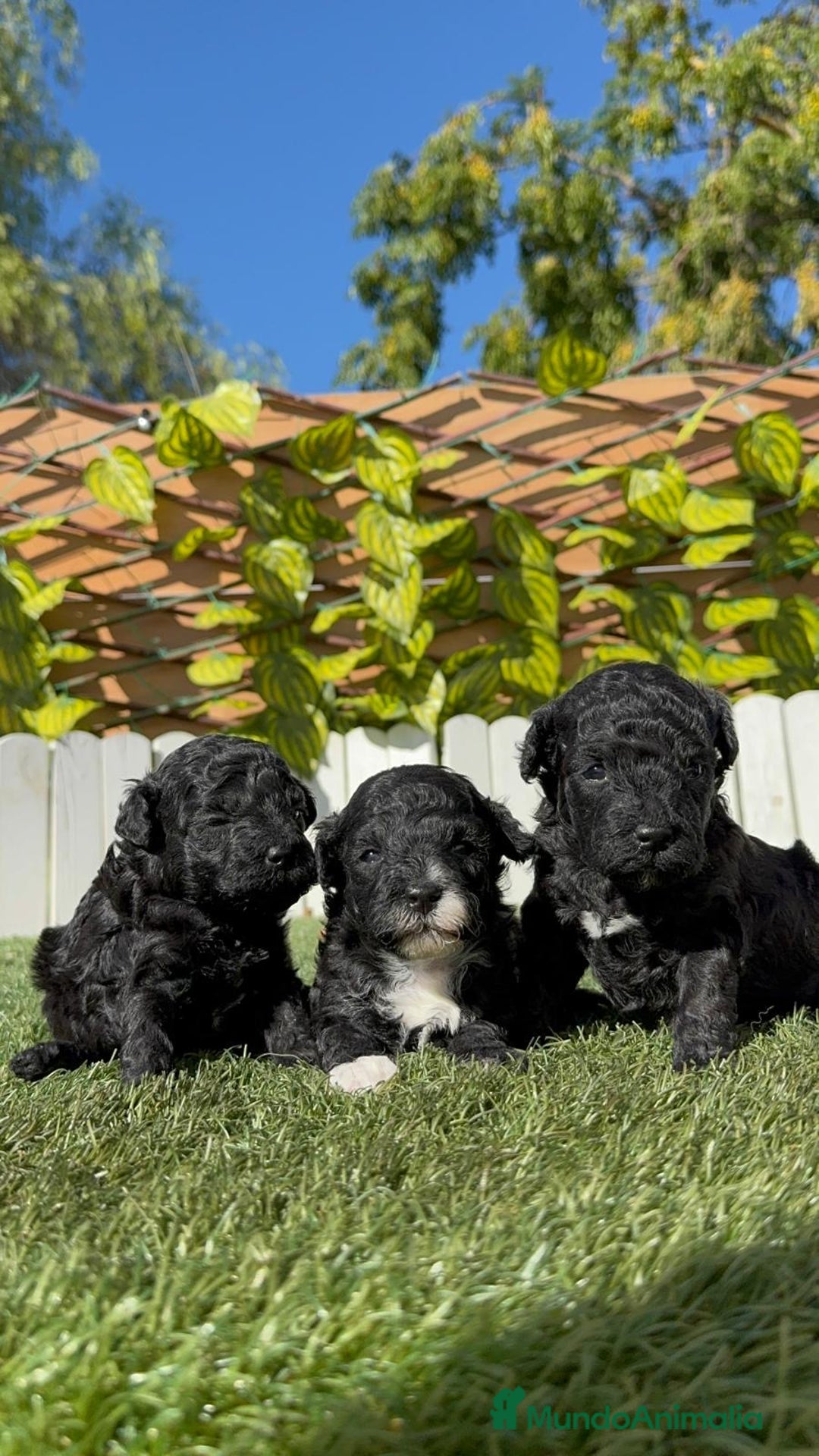 Caniche Toy perros en venta: CANICHE TOY - Imagen 21