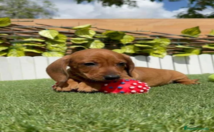 Teckel Miniatura perros - Propaganda 1