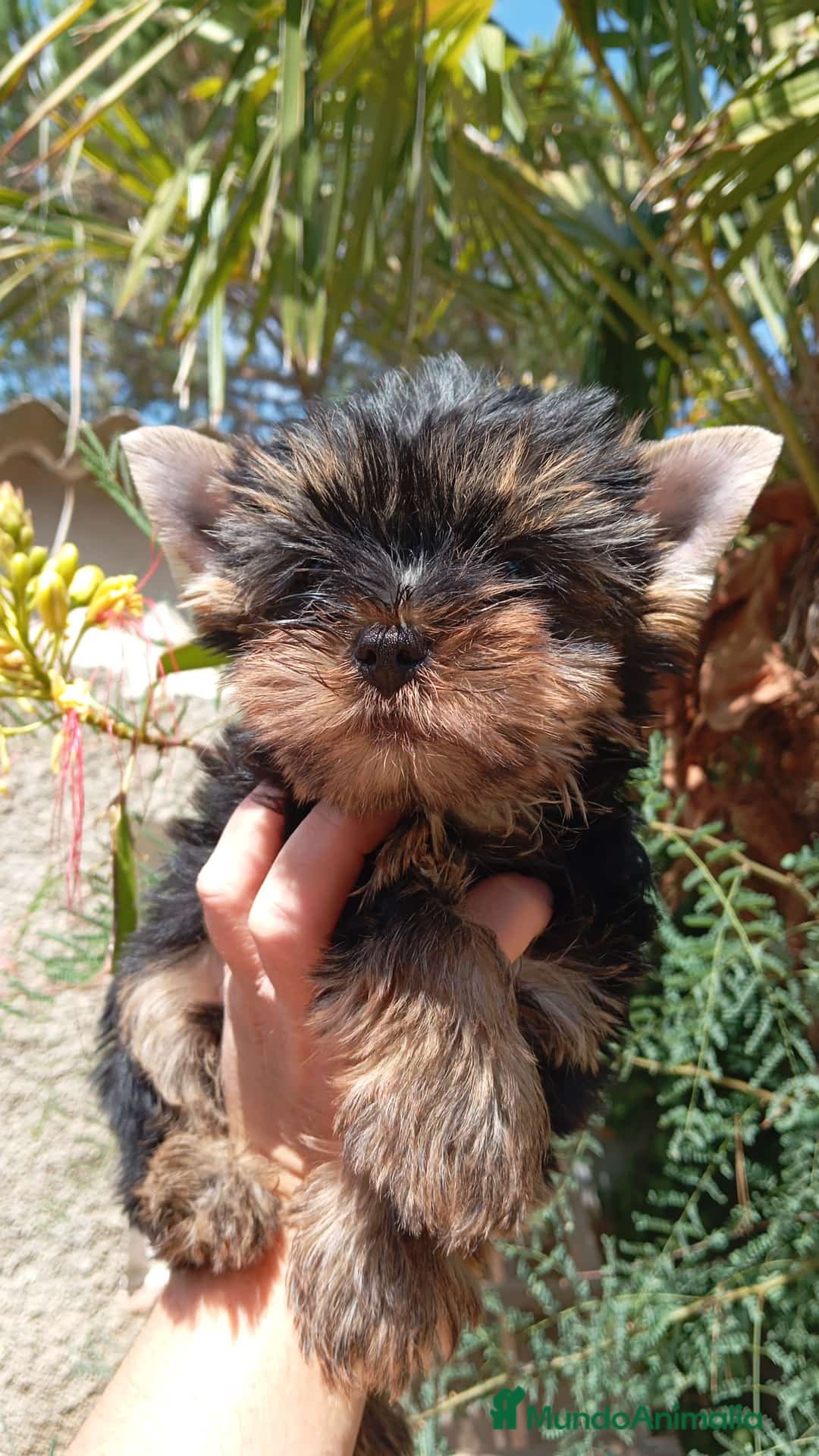 Yorkshire Terrier perros en venta: Yorkshire toy - Imagen 5