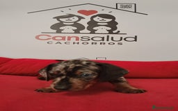 Teckel perros en venta: Teckel kanichen - Imagen 2