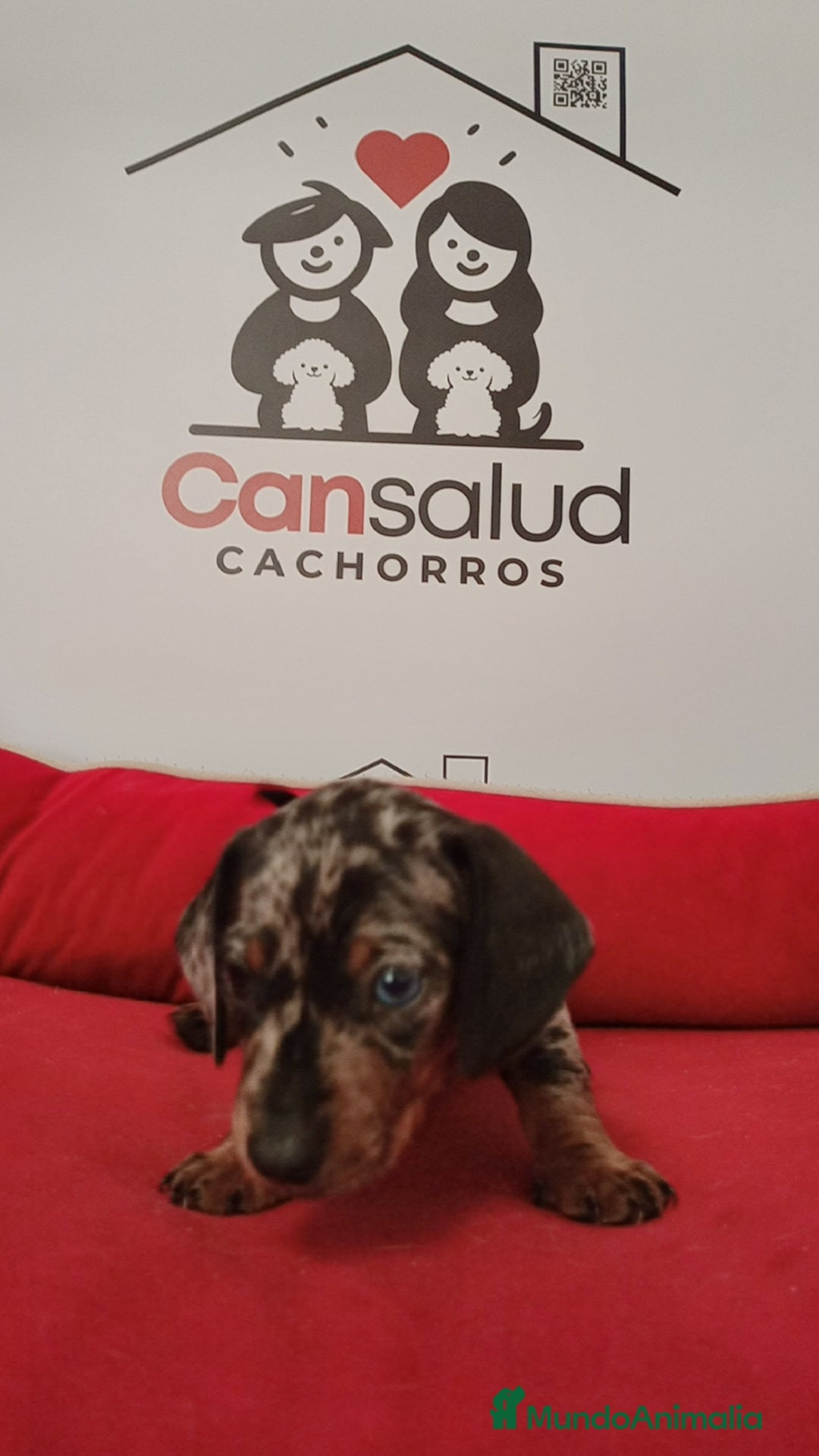 Teckel perros en venta: Teckel kanichen - Imagen 2